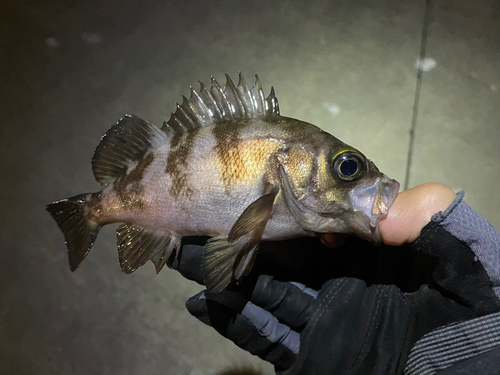 メバルの釣果