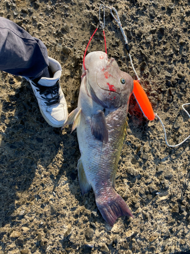 コブダイの釣果