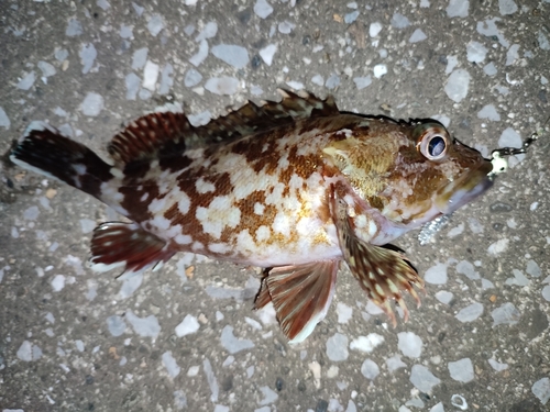 カサゴの釣果