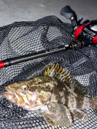 タケノコメバルの釣果