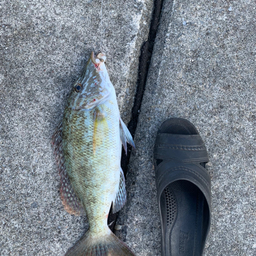 オトミの釣果