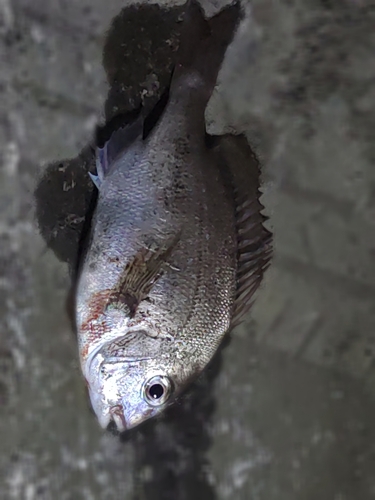 ヘダイの釣果