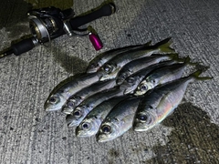 アジの釣果