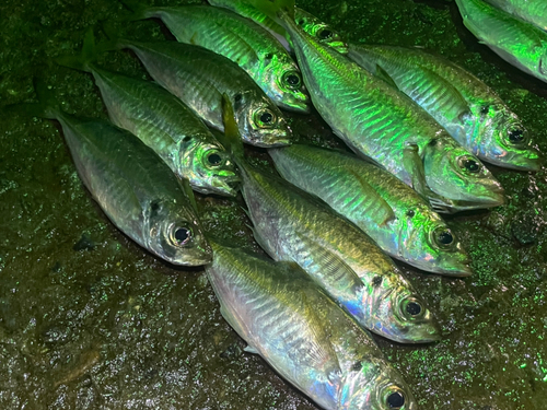 マアジの釣果