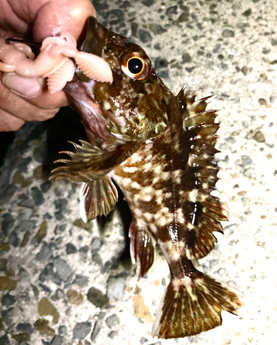 カサゴの釣果