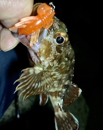 カサゴの釣果