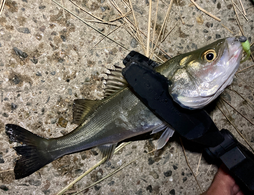 セイゴ（マルスズキ）の釣果