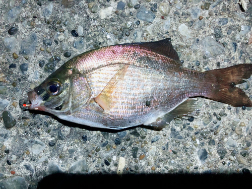 ウミタナゴの釣果