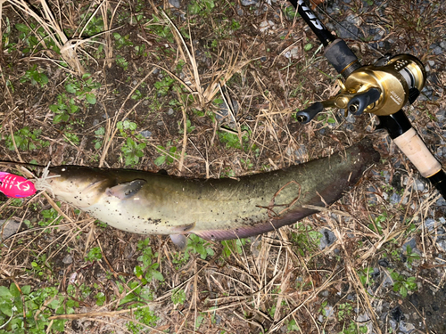 ナマズの釣果