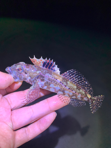 アサヒアナハゼの釣果