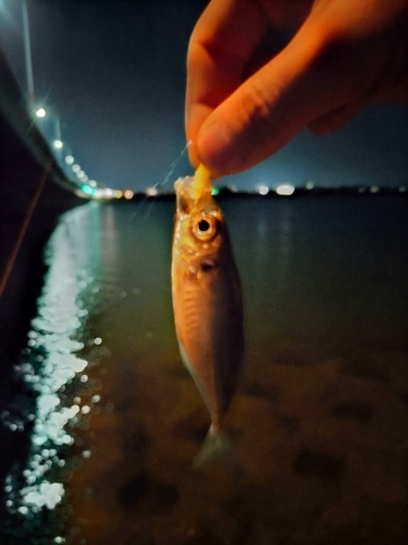 セイゴ（マルスズキ）の釣果