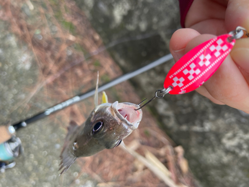 ヤマトビーの釣果