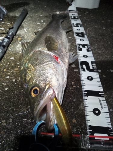 シーバスの釣果