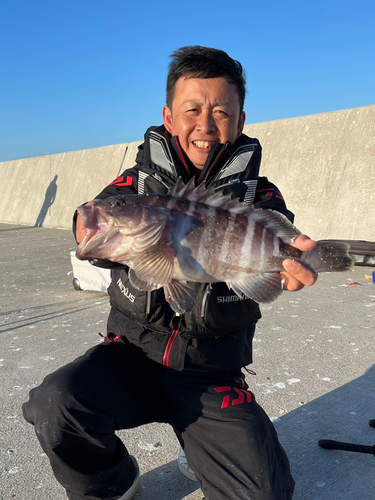 ハマチの釣果