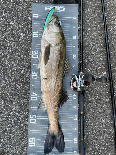 シーバスの釣果