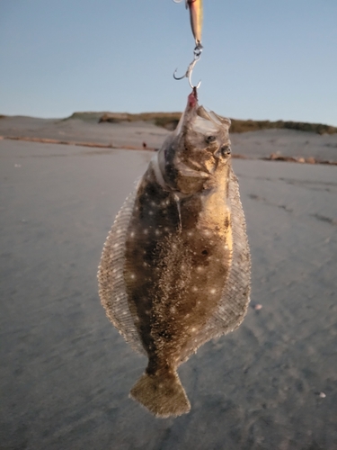 ソゲの釣果