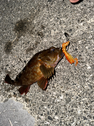 カサゴの釣果