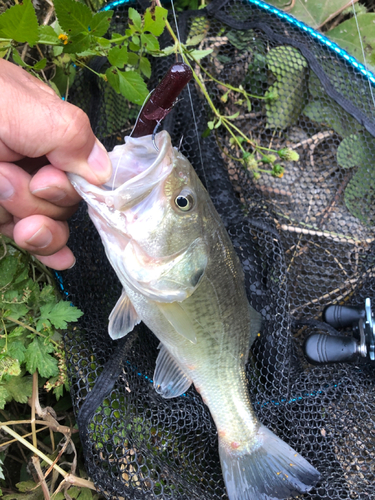 ラージマウスバスの釣果