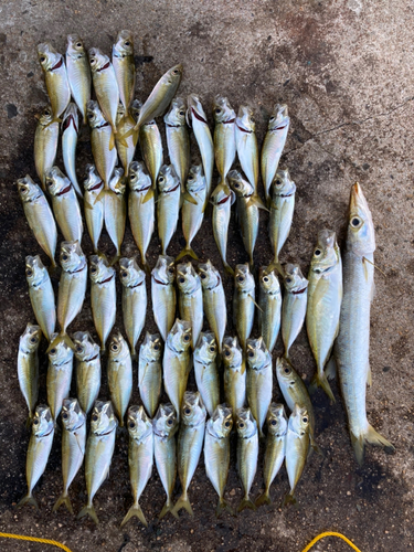 アジの釣果