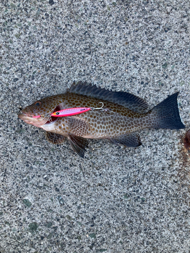 オオモンハタの釣果