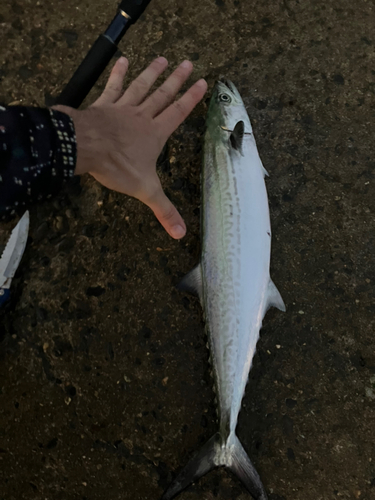 サゴシの釣果