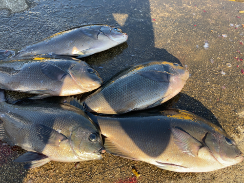 クチブトグレの釣果