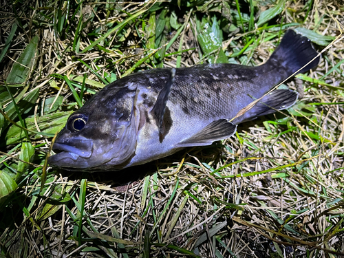 クロソイの釣果