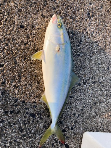 ワカシの釣果