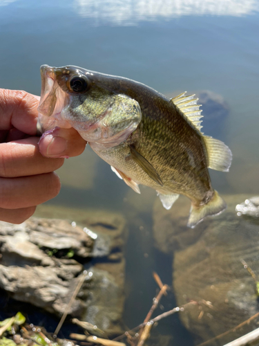 ブラックバスの釣果