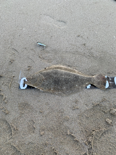 ヒラメの釣果