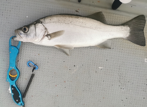 セイゴ（ヒラスズキ）の釣果