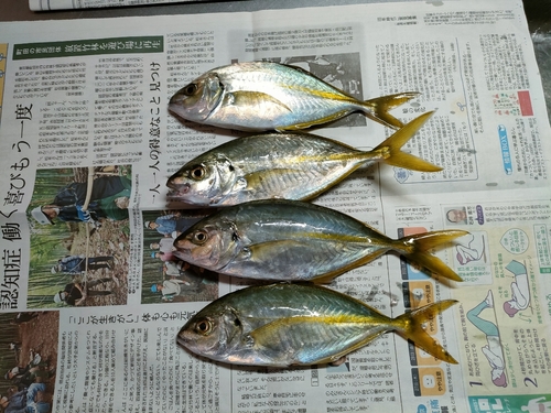 シマアジの釣果