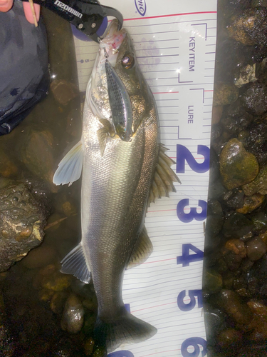 シーバスの釣果