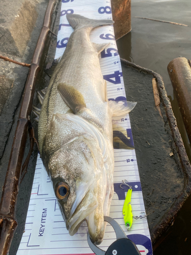 シーバスの釣果