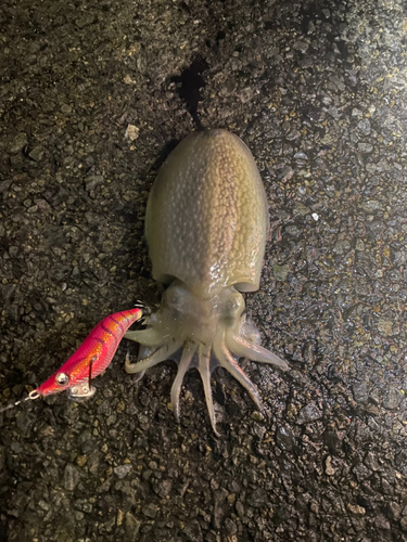 シリヤケイカの釣果