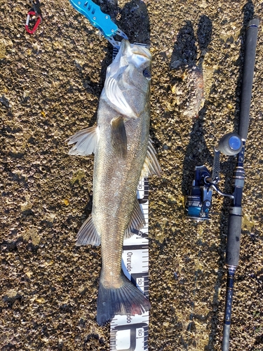 シーバスの釣果