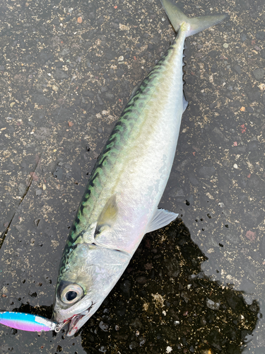 サバの釣果