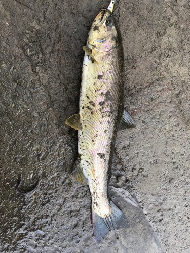 アメマスの釣果