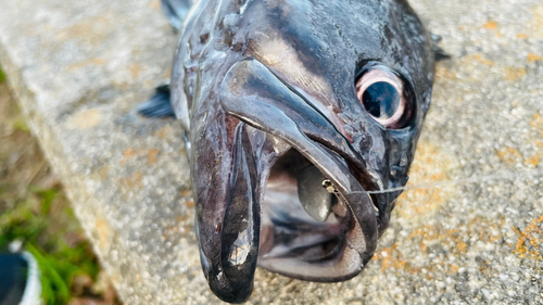 クロソイの釣果