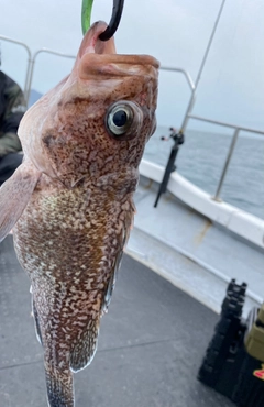 クロソイの釣果