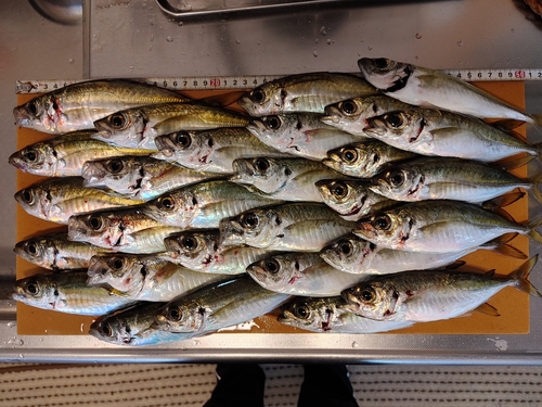 アジの釣果