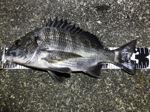 クロダイの釣果