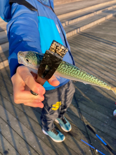 サバの釣果