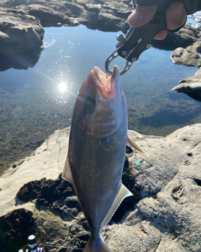 ショゴの釣果