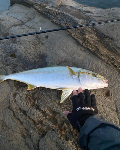 ヒラマサの釣果