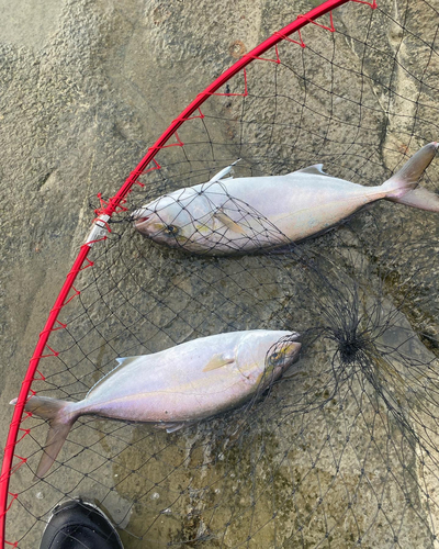 ショゴの釣果