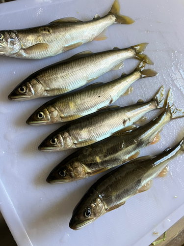 アユの釣果