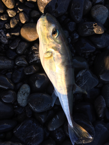 シロサバフグの釣果