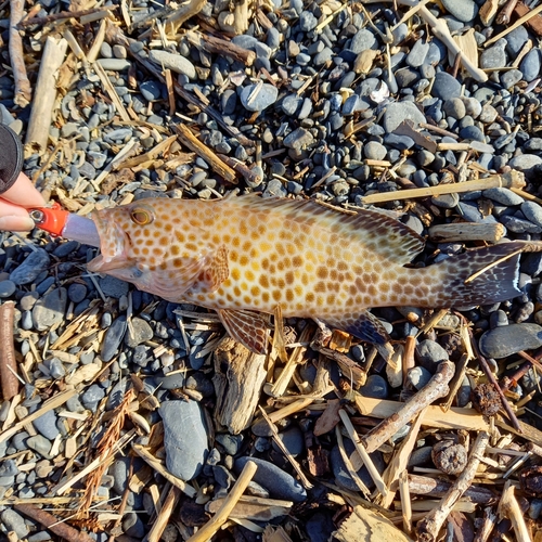 オオモンハタの釣果