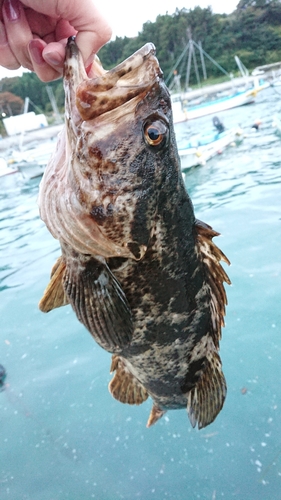 タケノコメバルの釣果